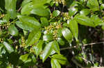 Lanceleaf buckthorn